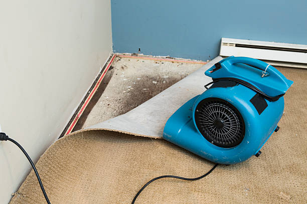 Best Professional water damage repair  in Cheboygan, MI